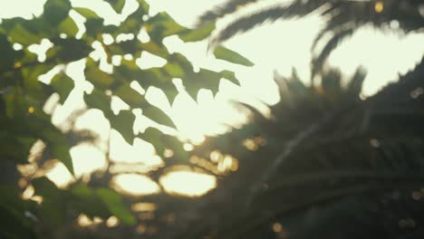 estante de ensueño enfocado en la exuberante vegetación al atardecer