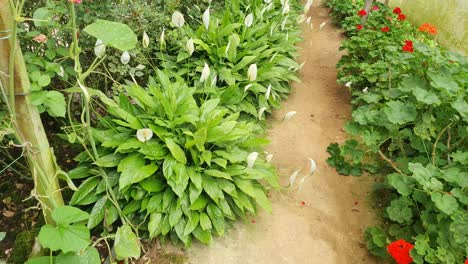 the beautiful flowers and grass beds of cameron highlands malaysia