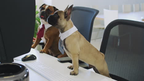 french bulldog and bulldog puppy dressed as businessmen sitting at desk looking at computer