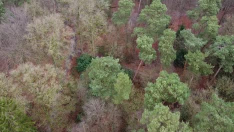 drone shot of a forest in autumn