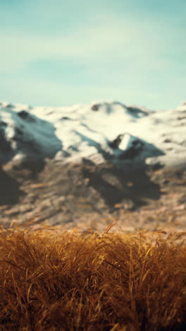 closeup of golden grass in a field with snow capped mountains in the background