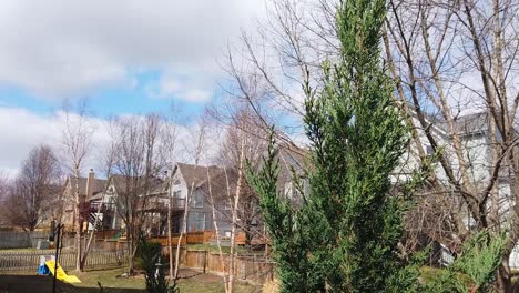 cerca de un árbol siempre verde tiro muy ventoso en el patio trasero