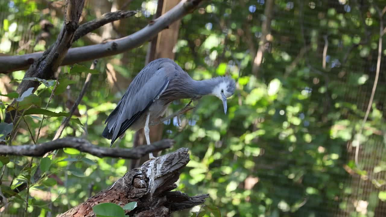 la garza se alza en una rama, observando los alrededores