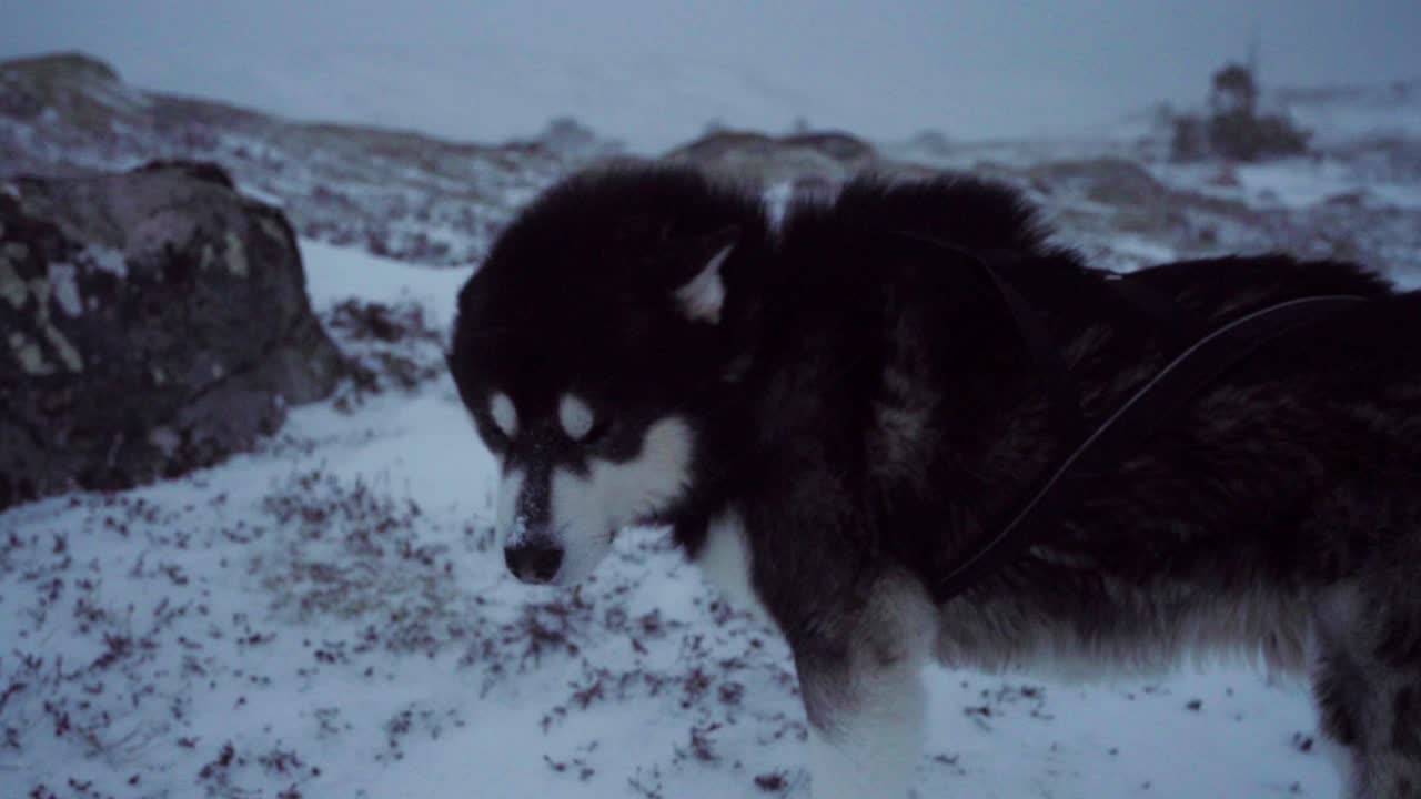 el malamute de alaska está disfrutando del paisaje invernal al aire libre en bessaker, condado de trondelag, noruega.