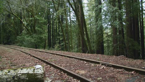 vía férrea en el bosque