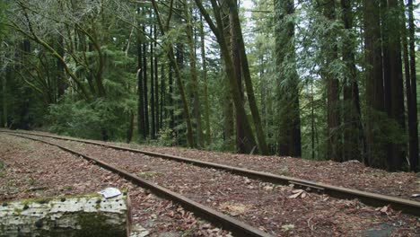 railroad track in the woods