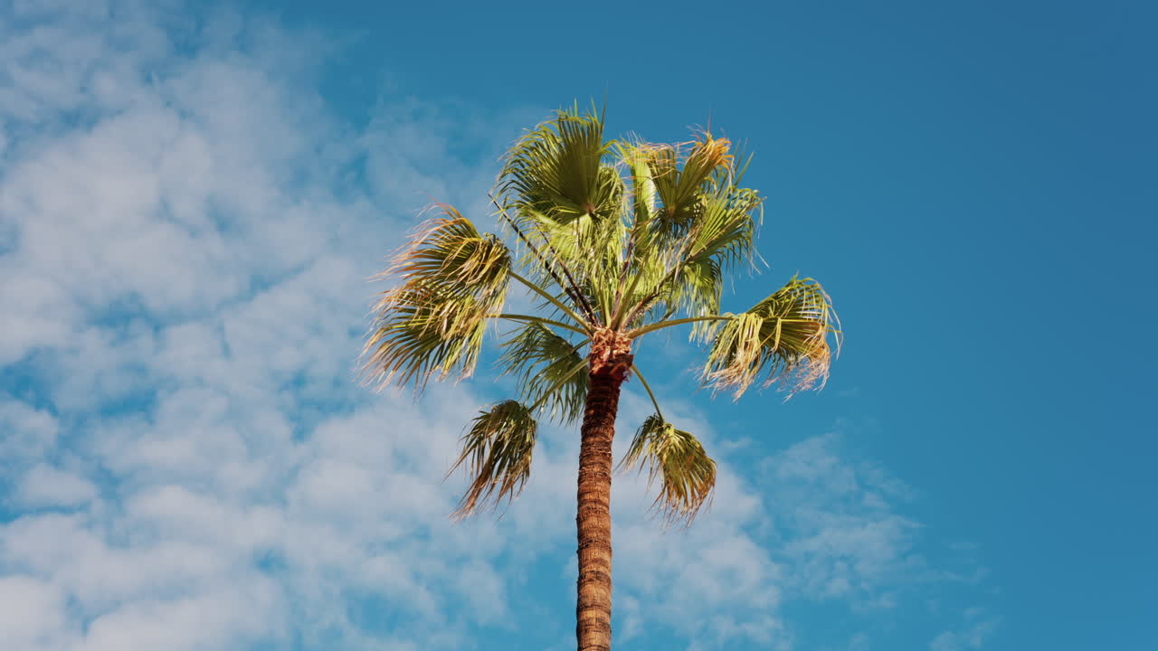 Palm trees on the beach with the blue sky on the background