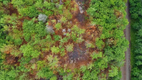 wildfire damage to woodland in massey, ontario