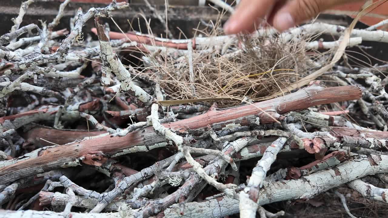 Survival Technique: Gathering Dry Grass and Kindling for Fire