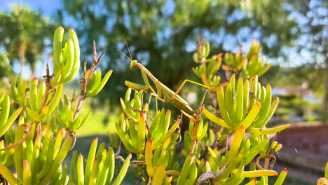 a green praying mantis crawls silently trembling over a plant