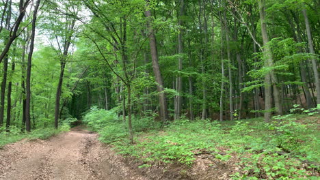 Forest-with-path,-trees-and-dirt-road,-in-europe