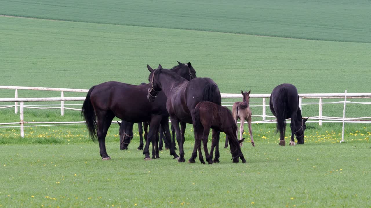 caballo kladrubio negro, yegua con potro