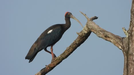 Rotnacken-Ibis-Im-Baum---Entspannend