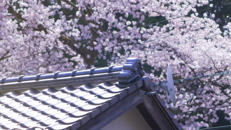 disparo de alejamiento lento de la azotea japonesa tradicional rodeada de hermosos cerezos en flor en kanazawa en primavera