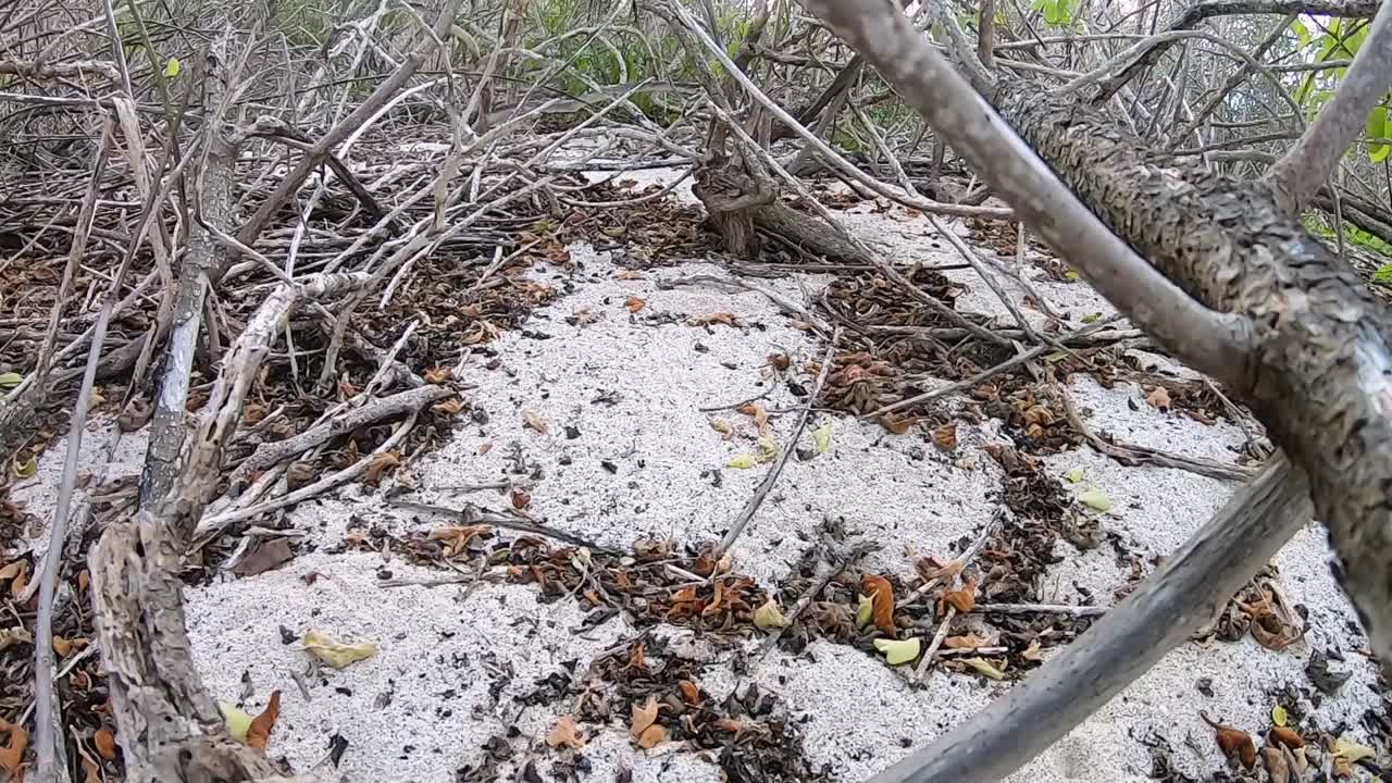 Small snail moving towards a big tree branch on a beach with white sand in the Galapagos Islands. The snail is moving through leaves and small branches of the area.