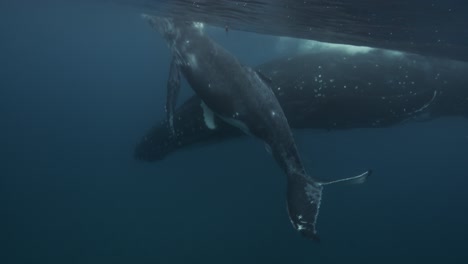 Humpback-Whales,-mother-and-calve-in-clear-water-swimming-at-the-surface-around-the-Islands-of-Tahiti,-French-Polynesia