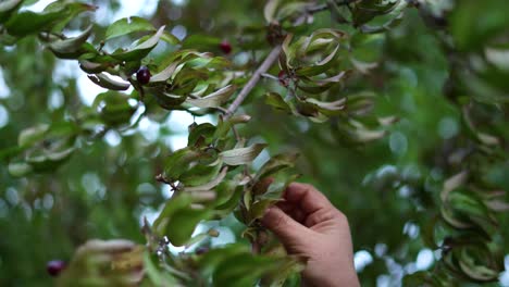 Picking-by-hands-ripe-European-Cornel