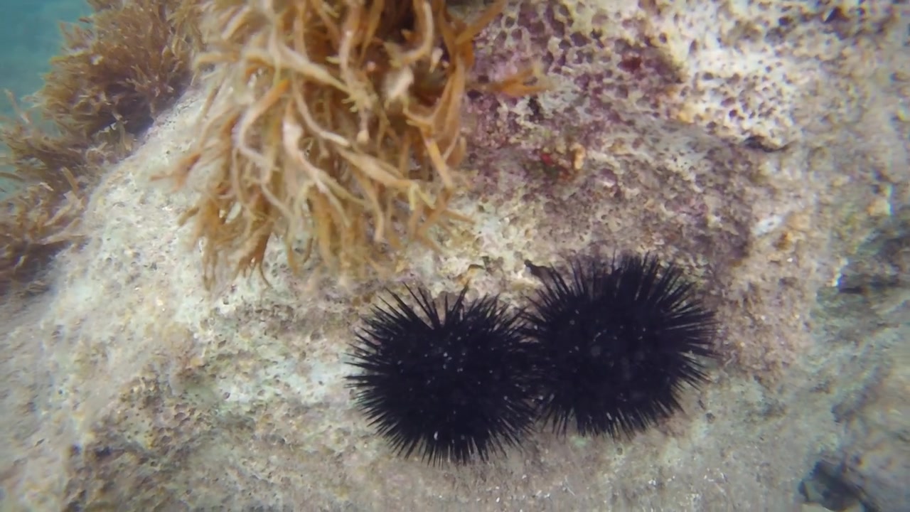 Riprese subacquee ravvicinate di due ricci di mare neri attaccati a un fondale roccioso, circondati da alghe marine in acque costiere limpide.