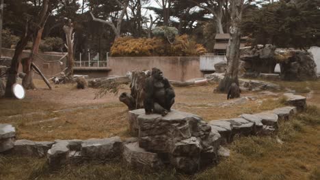 gorila sentado en una roca en cámara lenta