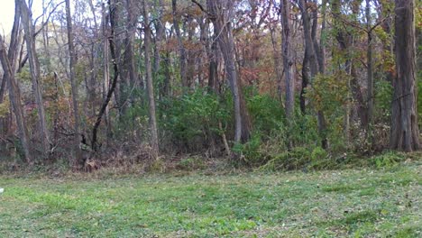 one female wild turkey walking along the edge of a clearing in the woods of illinois in autumn