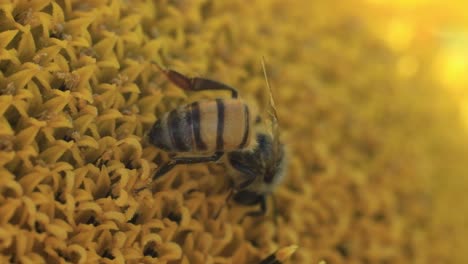 Biene-Sammelt-Pollen-Und-Nektar-In-Einer-Sonnenblume