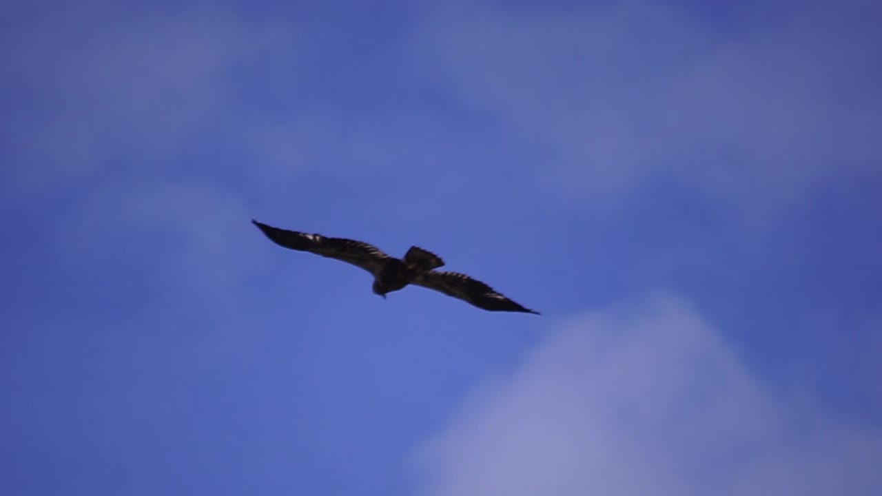 un águila calva inmadura volando sobre seabeck washington, península olímpica, cielos azules, nubes blancas en el fondo