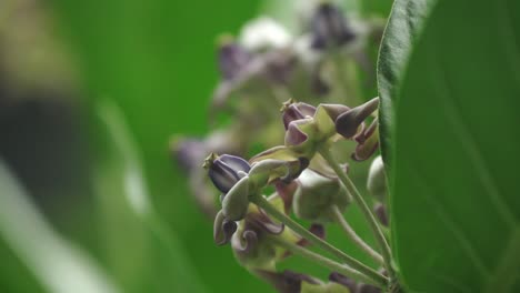 close up of giant milkweed plant with purple blooms