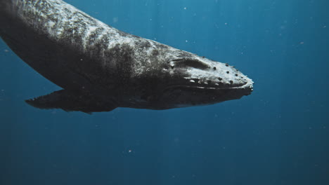 humpback whale carefully swims in dark blue water with light shimmering on grey worn skin