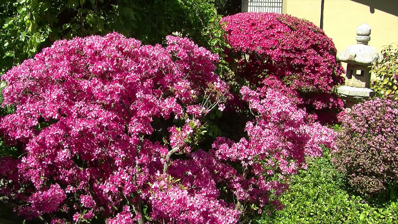 Colorful azalea bushes and stone lantern in a Japanese garden