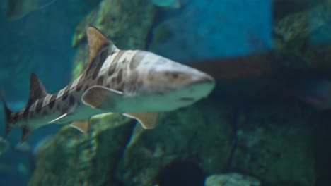 Leopard-Shark-Swimming-At-The-Forum-Shops-at-Caesars-Aquarium-In-Las-Vegas,-Nevada