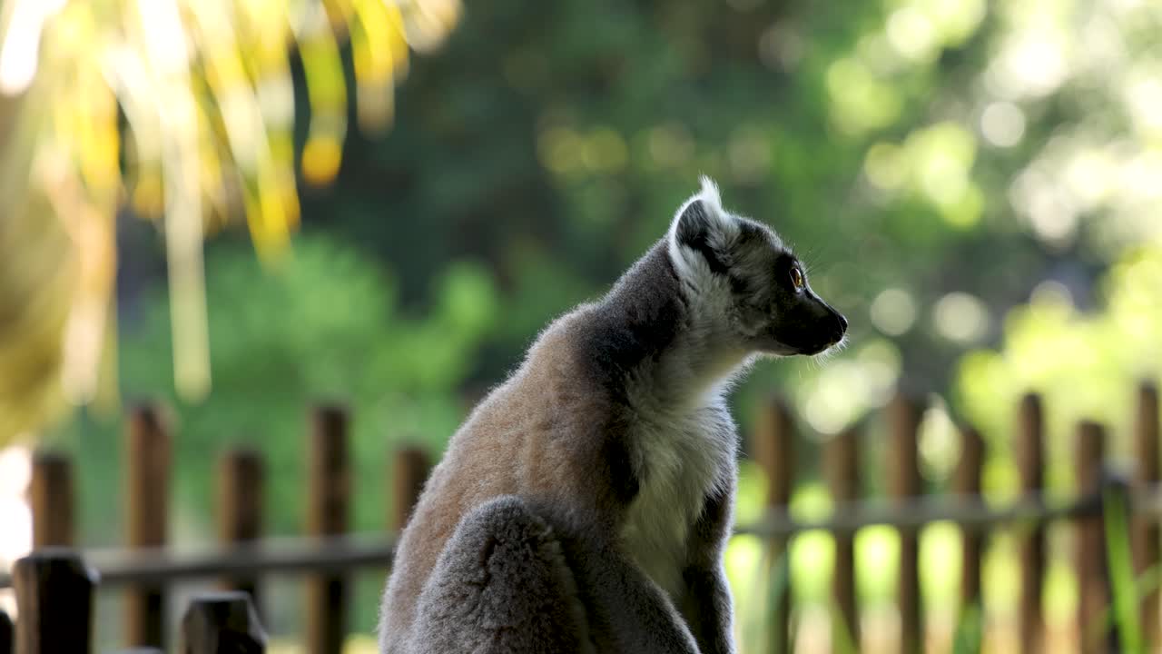 Um lêmure-de-cauda-anelada senta-se em uma cerca de madeira, observando ao redor em um santuário exuberante.