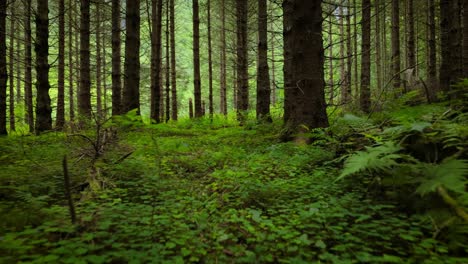 view of the forest in norway. beautiful nature of norway. the camera moves from the first person through the thicket of a pine forest.