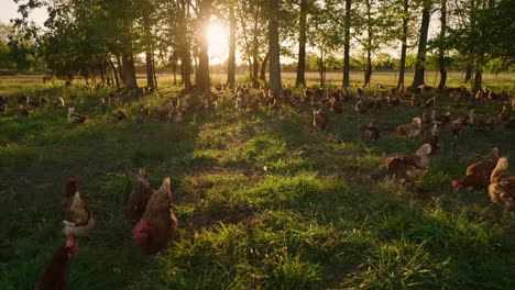 Large-flock-of-chickens-grazing-in-golden-pasture-on-cage-free-chicken-farm,-tilt-up-4k-slow-motion-with-sun-flare