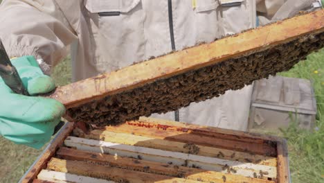 beekeeper wearing a protective suit tending to beehives ensuring the well-being of the bees. honey bees flying into wooden beehives