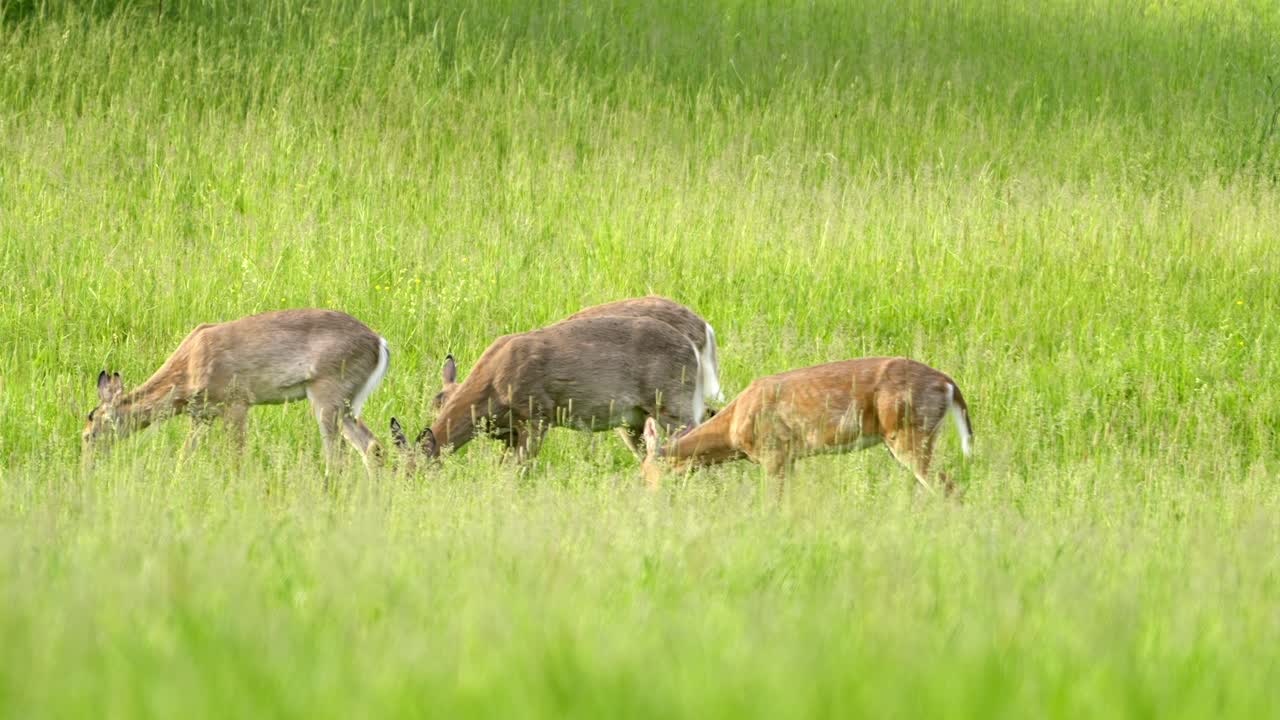 Deer Herd Grazing Peacefully in Vibrant Green Meadow at Sunrise