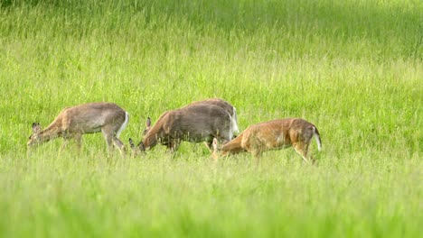 deer herd grazing peacefully in vibrant green meadow at sunrise