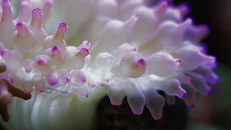 Close-up-Shot-of-the-Anemone-Waving-in-the-Saltwater-Aquarium