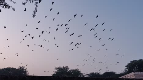 Slow-motion-shot-showing-flock-of-black-birds-flying-over-land
