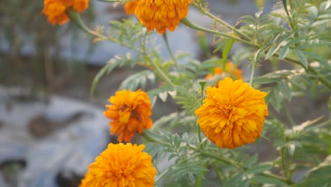 hermosas flores naranjas meciéndose en el viento con luz dorada al atardecer en el jardín