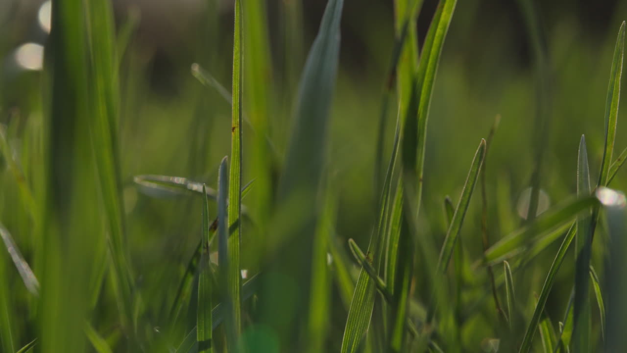 primer plano de la hierba