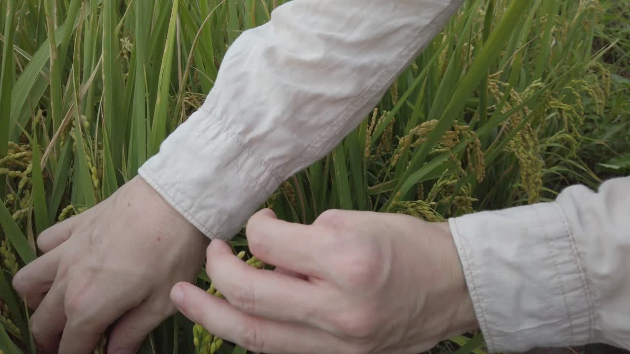 Male hands check the rice condition in the rice field