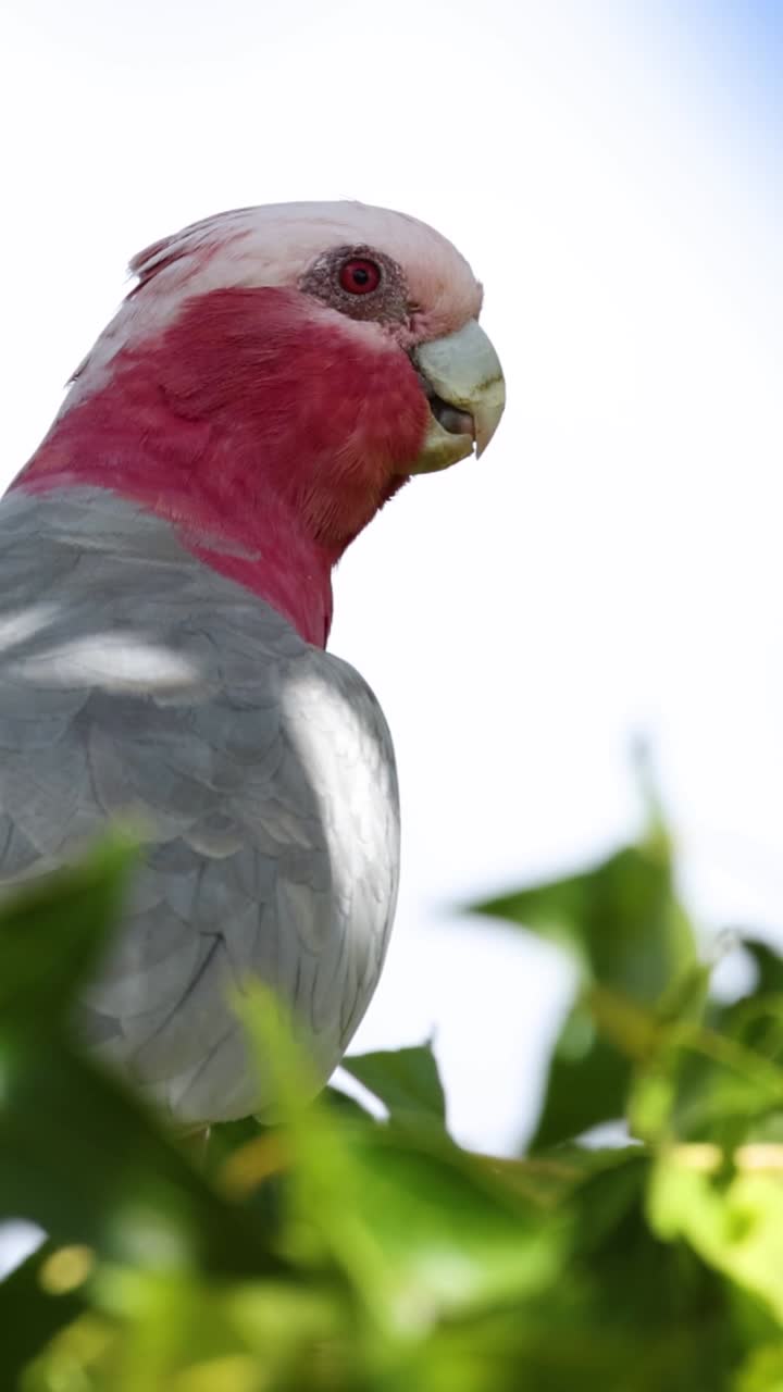 la cacahuete galah interactuando con su entorno