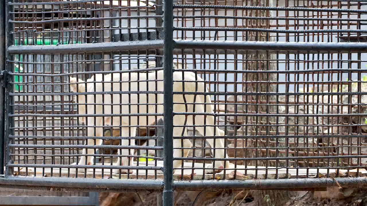 un león blanco paseando en una jaula del zoológico