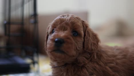 portrait of adorable newborn breed of goldendoodle puppy dog, close-up