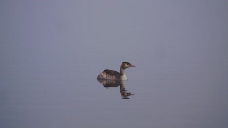 a solitary great crested grebe bird swimming in a winter lake telephoto static as it stretches feathers