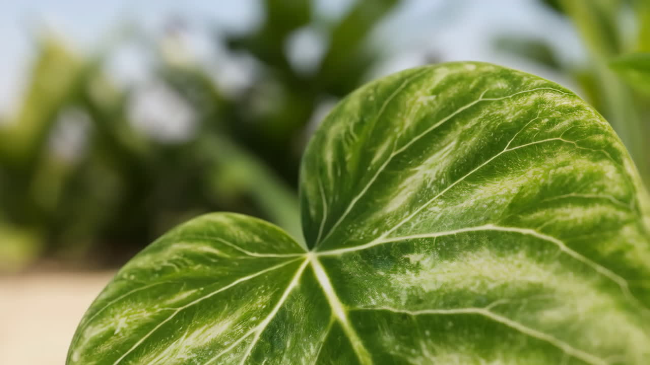 Close-up of a vibrant green leaf with prominent veins