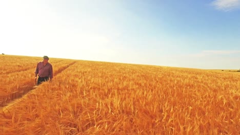 Aerial-view-of-farmer-walking-through-his-fields