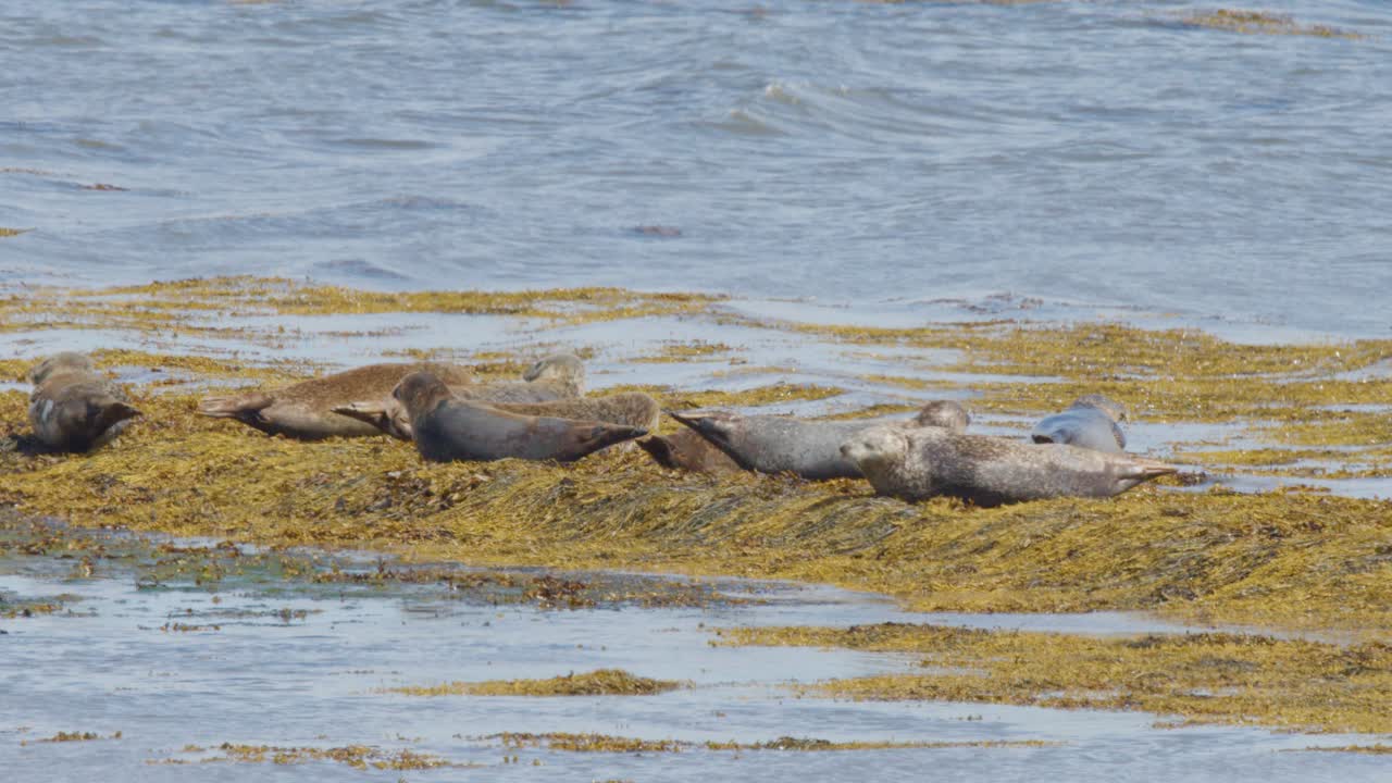 Several harbor seals lie on a kelp-covered shoreline, occasionally shifting positions under natural daylight. The camera remains steady, capturing a calm coastal scene