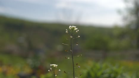 baby breath small wild flowers move in the wind