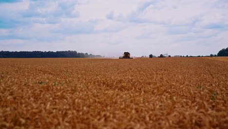 industrial technique working in farmland. golden field with ripe wheat at harvest season. combine harvester gathering crop.